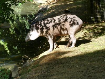 Tapir terrestre