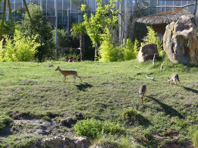 Dik Dik de Kirk