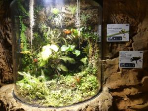 Grenouilles