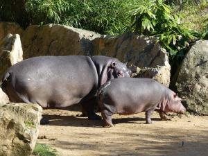 Hippopotame amphibie