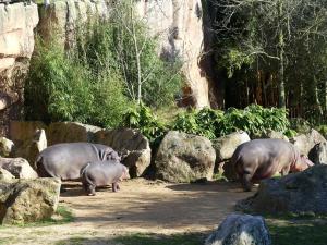 Hippopotame amphibie