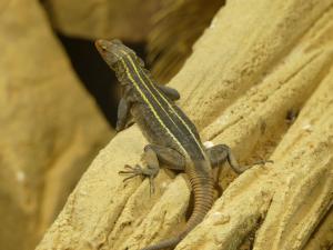 Lézard impérial plat