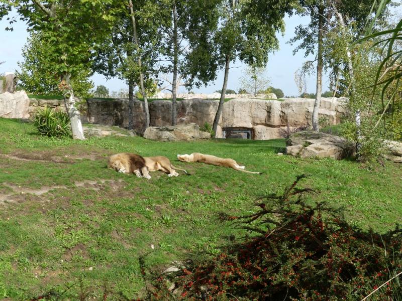 Lion