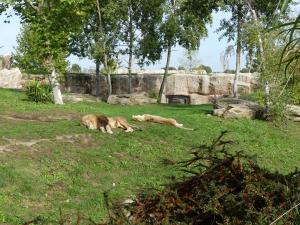 Lion