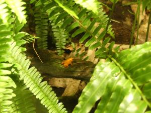 Mantella doré