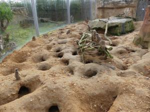 Suricate