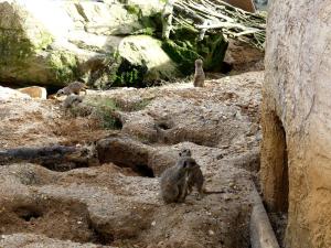Suricate