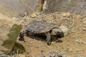 Tortue crépe