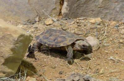 Tortue crépe - 2022