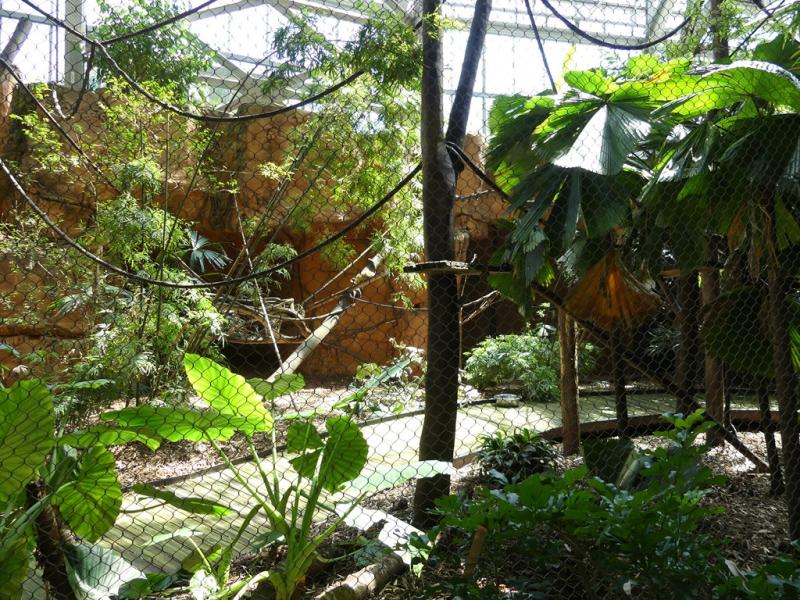 Saïmiri - Tamandua