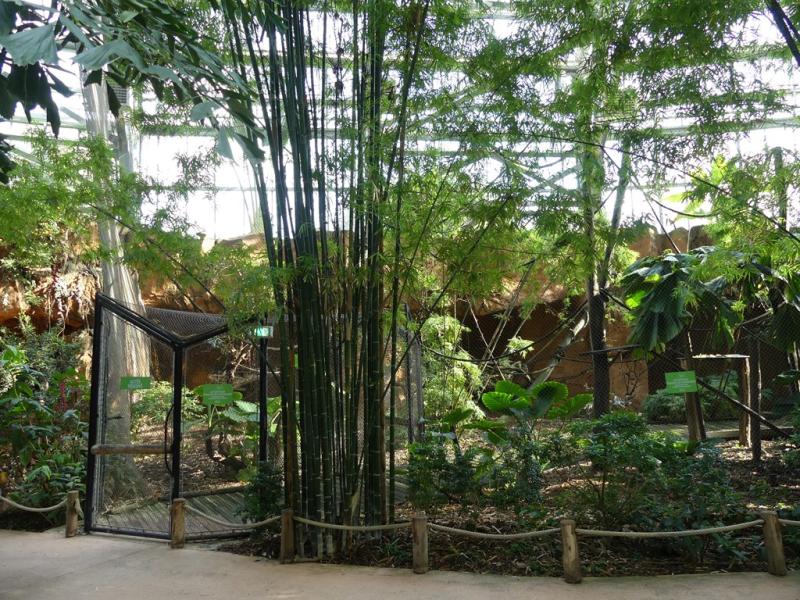 Saïmiri - Tamandua