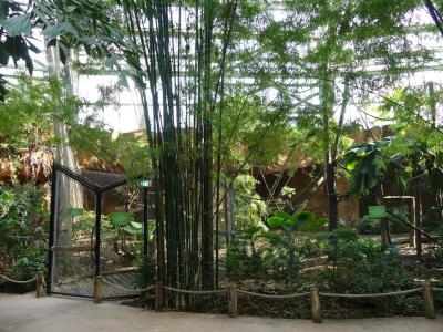 Saïmiri - Tamandua - 2022