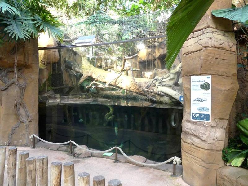 Anaconda vert