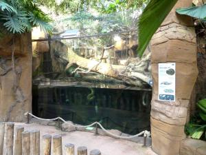 Anaconda vert