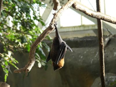 Chauve- souris de Rodrigues - 2022