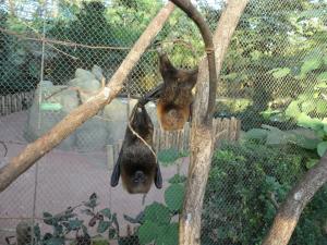 Chauve- souris de Rodrigues
