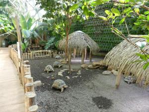 Tortue radiée