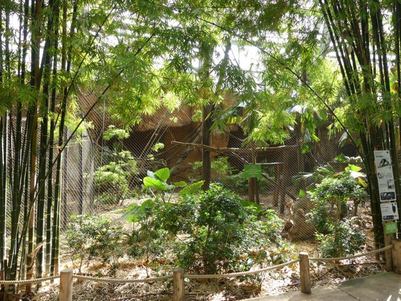 Saïmiri - Tamandua