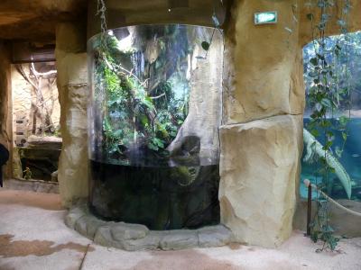 Anaconda jaune - 2022