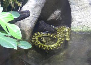 Anaconda jaune