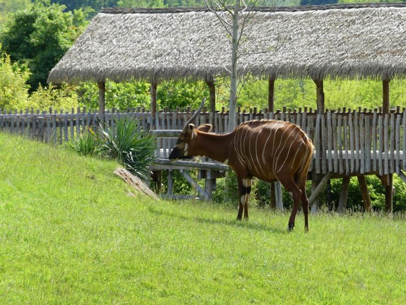 Bongo