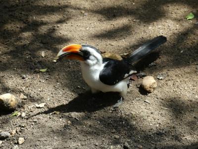 Calao de Decken - 2022