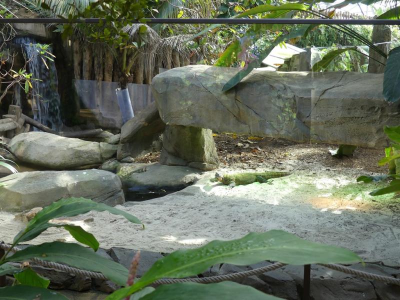 Dragon de Komodo