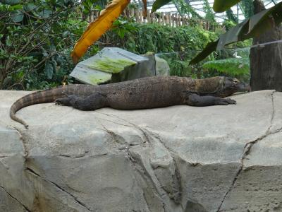 Dragon de Komodo - 2022