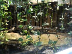 Faux-gavial de Malaisie