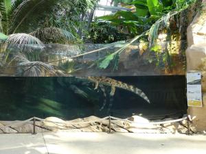 Faux-gavial de Malaisie