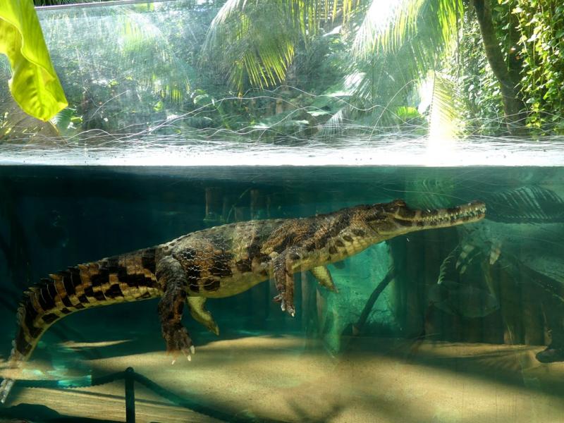 Faux-gavial de Malaisie