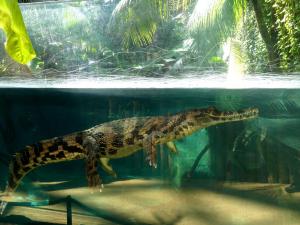 Faux-gavial de Malaisie