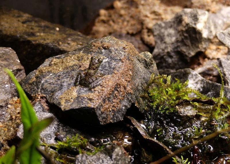 Grenouille des rochers