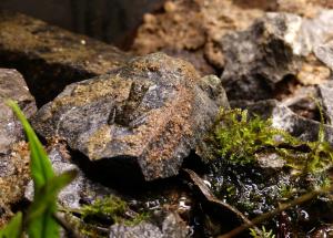 Grenouille des rochers