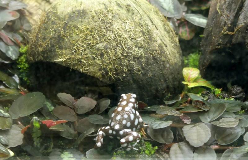 Grenouille mystérieuse
