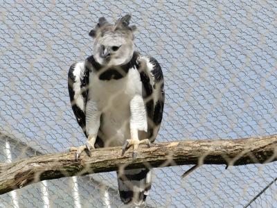 Harpie féroce - 2022