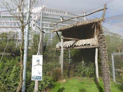 Harpie féroce - 2022