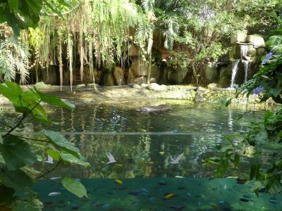 Hippopotame pygmée - 2022