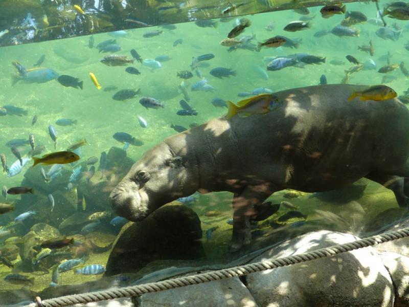 Hippopotame pygmée