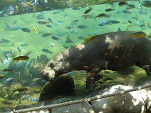 Hippopotame pygmée