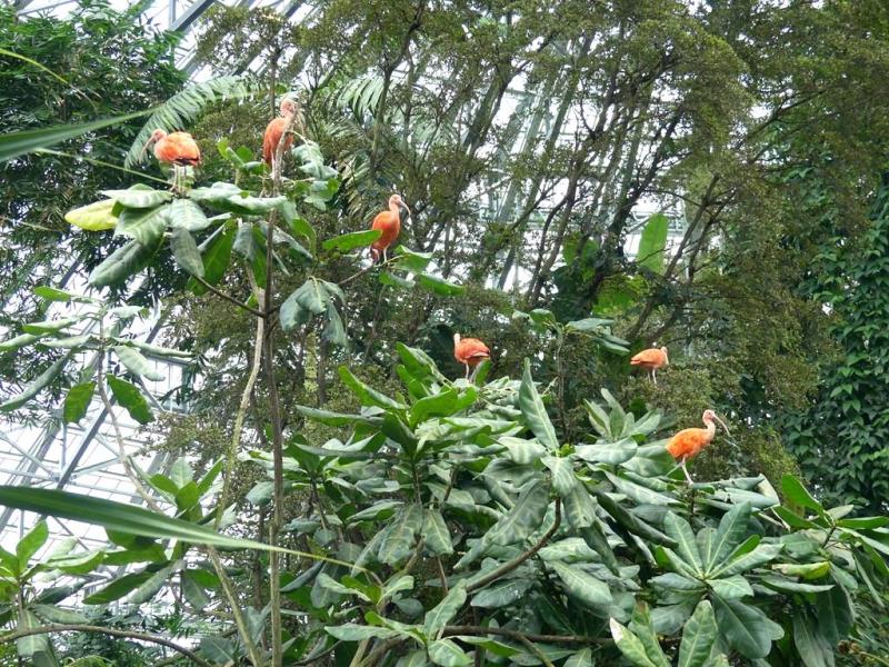 Ibis rouge