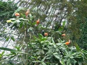 Ibis rouge