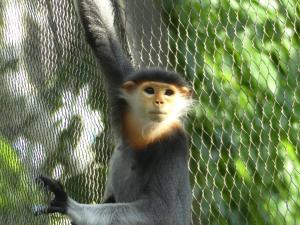 Langur de Douc