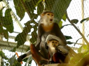 Langur de Douc
