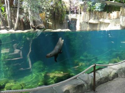 Loutre géante - 2022