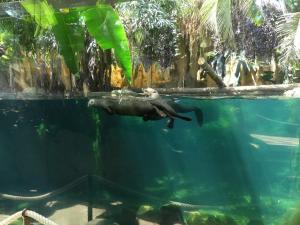 Loutre géante