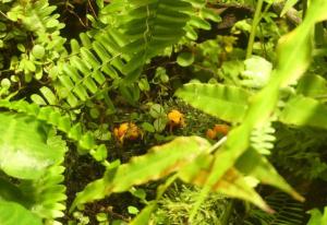 Mantella doré