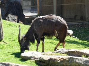 Nyala
