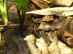 Phyllobate à bande