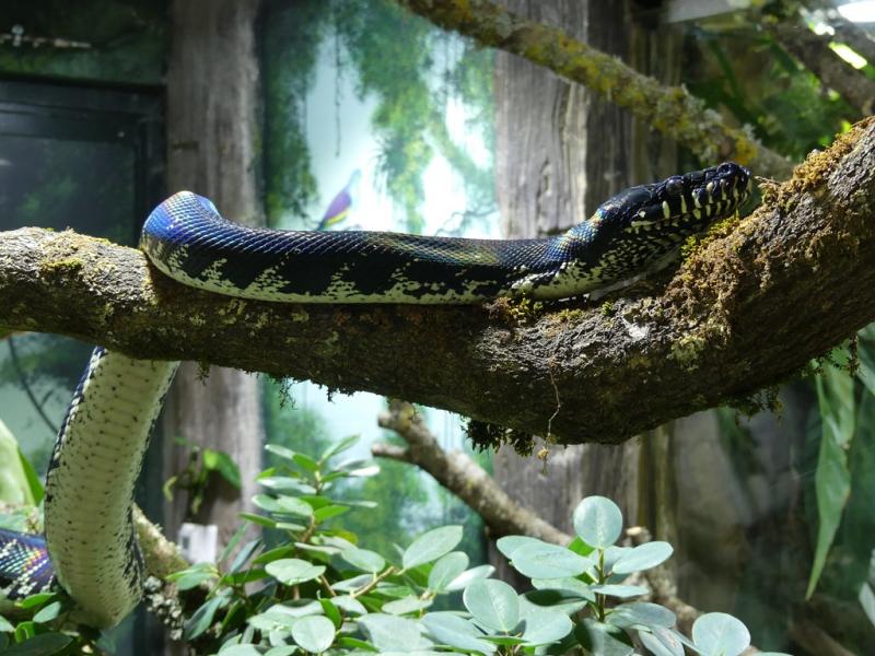 Python de Boelen